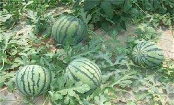 无籽西瓜是怎么种出来的