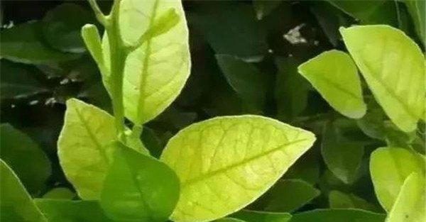 氮是农作物生长必需的物质条件