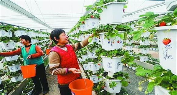 盆栽草莓立体搭架方式