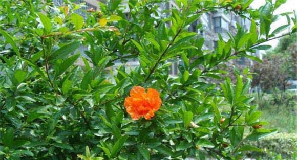 石榴树种植方法