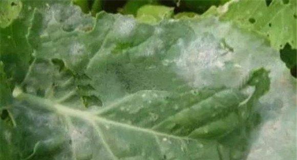西葫芦褐腐的症状