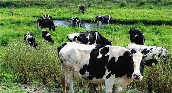 成年乳牛的饲喂技术
