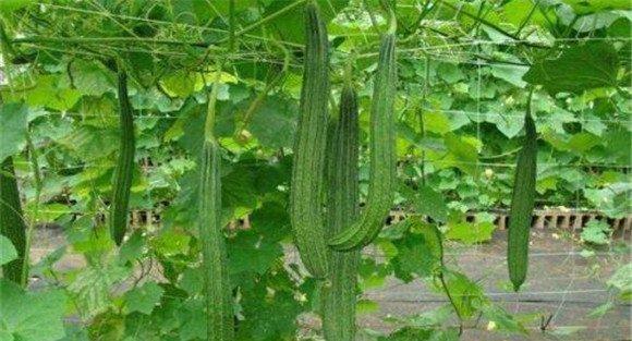 丝瓜的种植条件要求