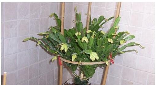 蟹爪兰种植方法