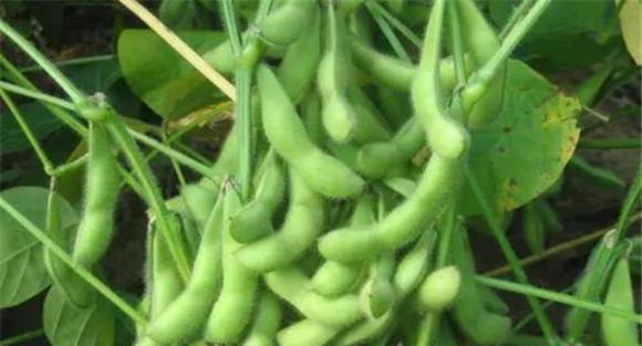 大豆钼肥的拌种方法