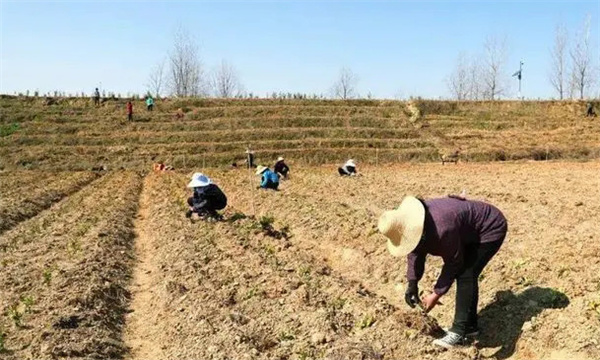 移栽茶苗前的整地施肥