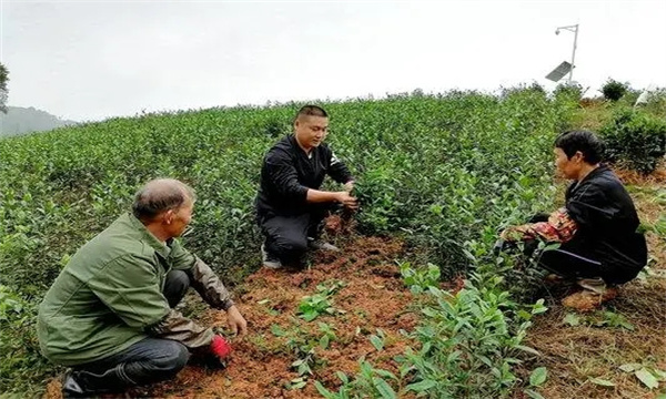 新建茶园应注意哪些问题