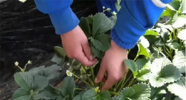疏花疏果
