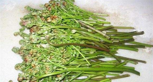 蕨菜的营养成分