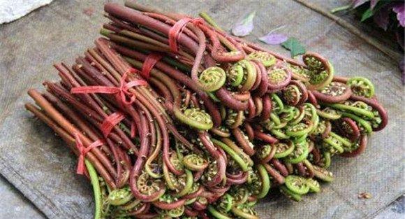蕨菜的食用功效