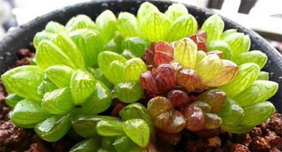 冰灯玉露养殖方法