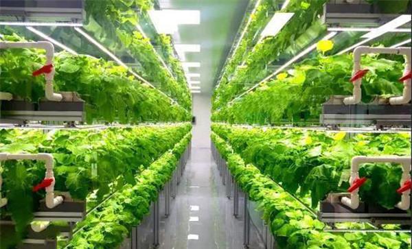 水培蔬菜有哪些品种