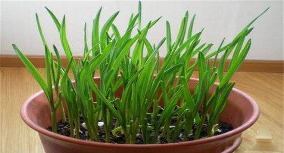 盆栽大蒜的种植方法与技术要点