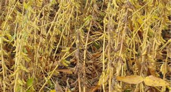 大豆栽培实用技术