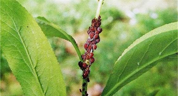桃树虫害的防治方法