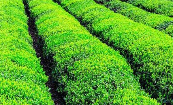 矮化密植建成茶园的特点