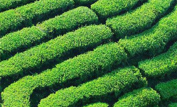 矮化密植茶园建园技术
