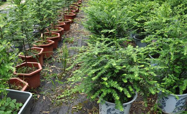 红豆杉种植技术