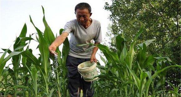 玉米施肥量如何掌握