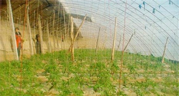 冬春茬黄瓜的栽培季节