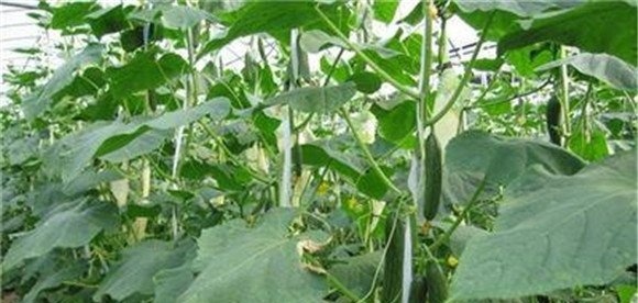冬春茬黄瓜栽培技术要点