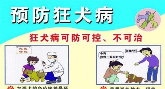 猪伪狂犬病