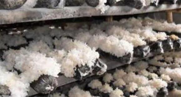 银耳的虫害主要有哪些