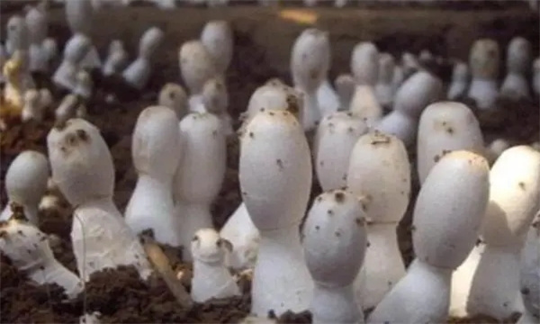 鸡腿菇覆土消毒有哪些方法