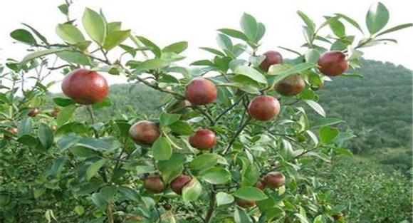 油茶丰产栽培与种植方法