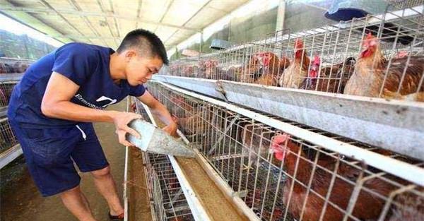 夏秋冬季节蛋鸡养殖技术要点