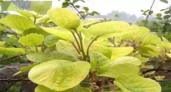 猕猴桃叶子发黄怎么办