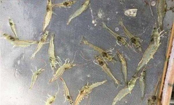 白黑斑病