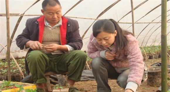 茄子嫁接砧木