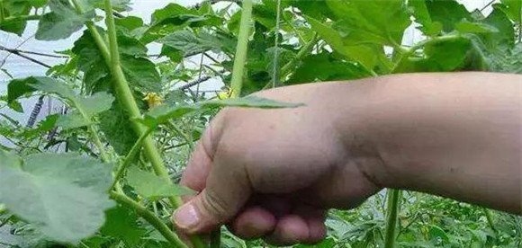 番茄的整枝打杈要点