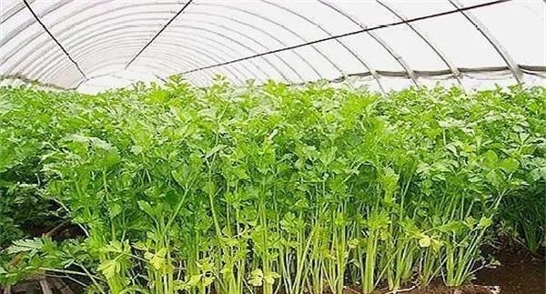 怎样才能种好冬芹菜