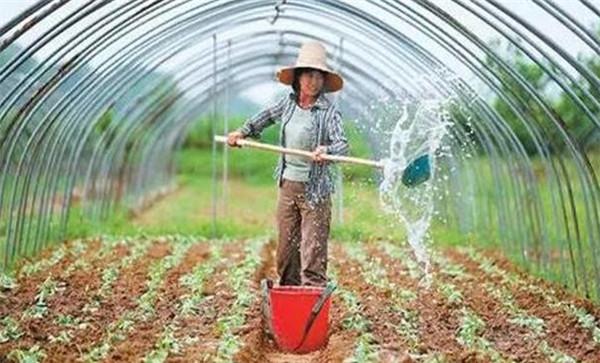 怎样冲施肥料不浪费