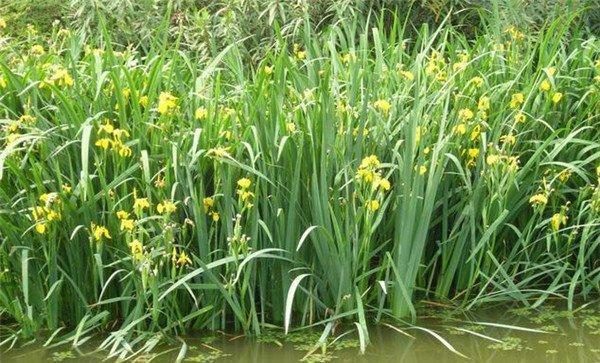 在鱼池水培植物应注意什么