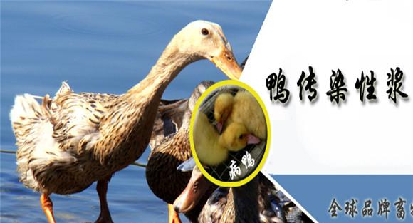 鸭传染性浆膜炎症状