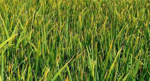 水稻纹枯病的症状特征