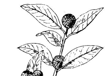 果树种植管理方法