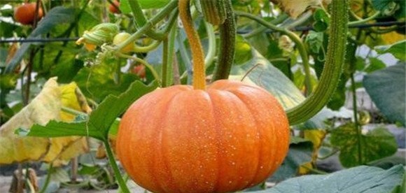 籽用南瓜种植技术要点