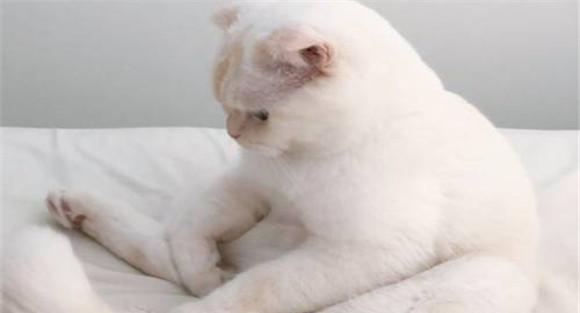 猫泛白细胞减少症的实验室诊断