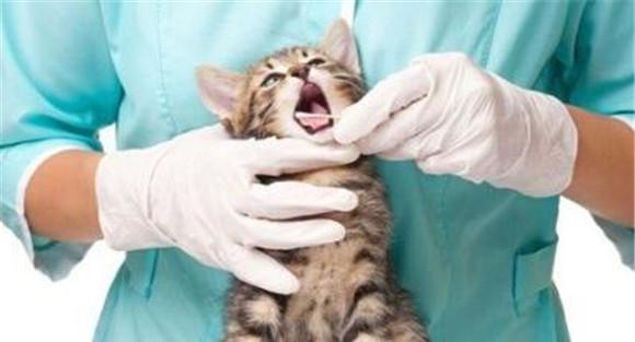 猫泛白细胞减少症的流行特点