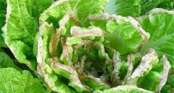 大白菜霜霉病的防治方法
