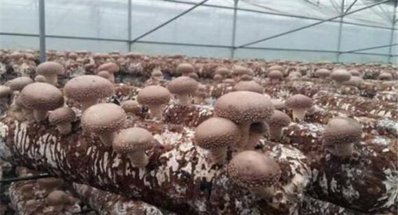 香菇栽培的温度条件