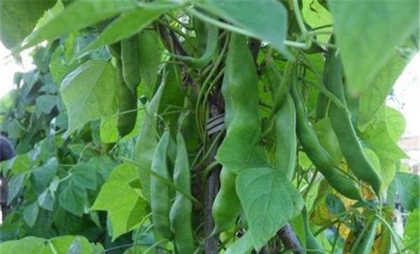 怎样清除豆角上的害虫