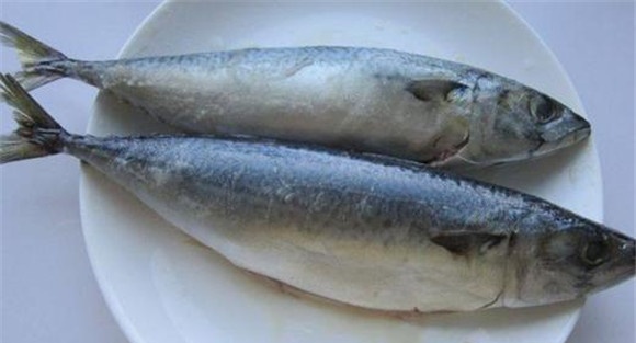 鲅鱼