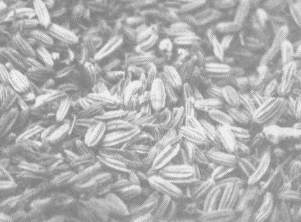 小茴香的功效与作用