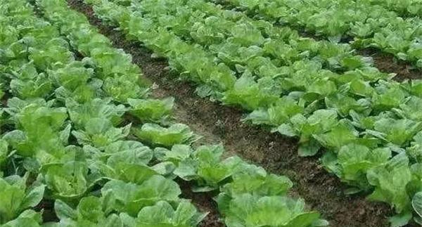 大白菜对氮磷钾等营养元素的需求规律和需求量