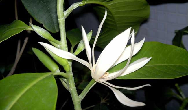 白兰花病虫害防治技术